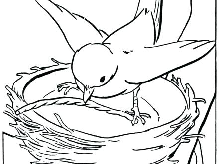 440x330 Coloring Pages For Kids Birds Bird Outline Drawing Library Free