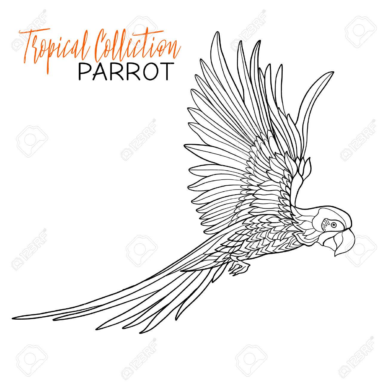1300x1300 Parrot. Tropical Bird. Vector Illustration. Coloring Book