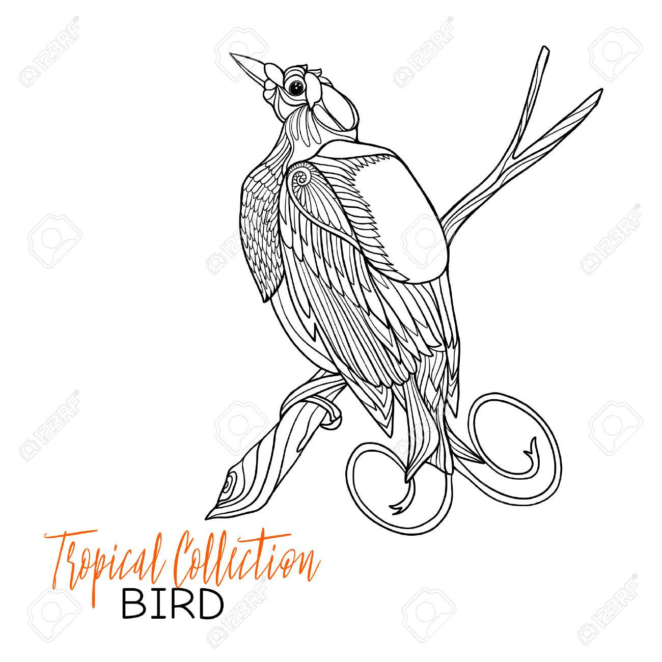 1300x1300 Tropical Bird. Vector Illustration. Coloring Book For Adult