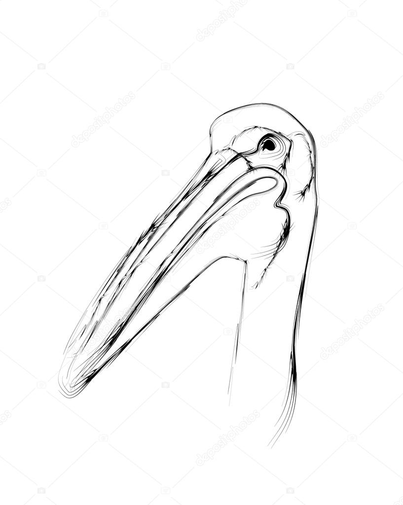 817x1024 Pelican Bird Stylized As Pencil Drawing Stock Vector Oxanka