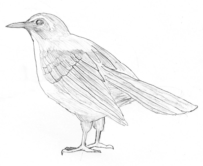 700x575 Pencil Sketch