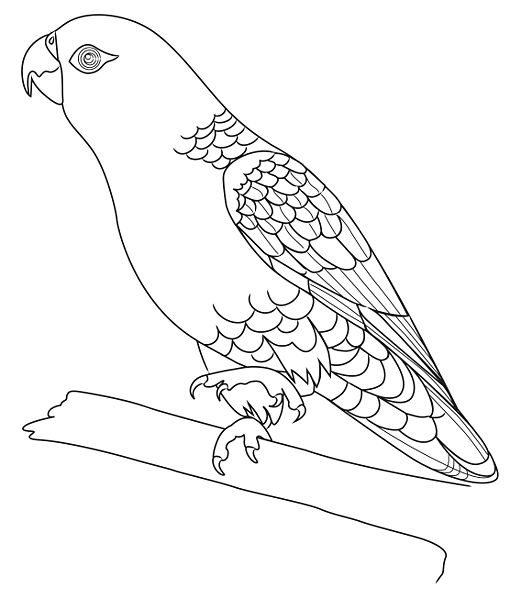 521x599 Pencil Sketches And Drawings How To Draw A Parrot