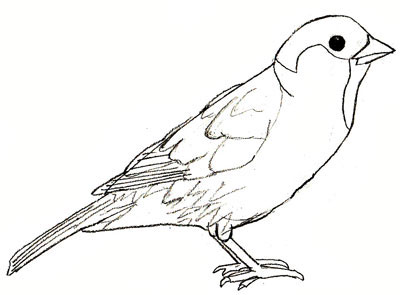400x295 How To Draw A Sparrow