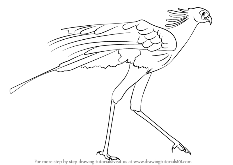 800x566 Learn How To Draw A Secretary Bird (Bird Of Prey) Step By Step
