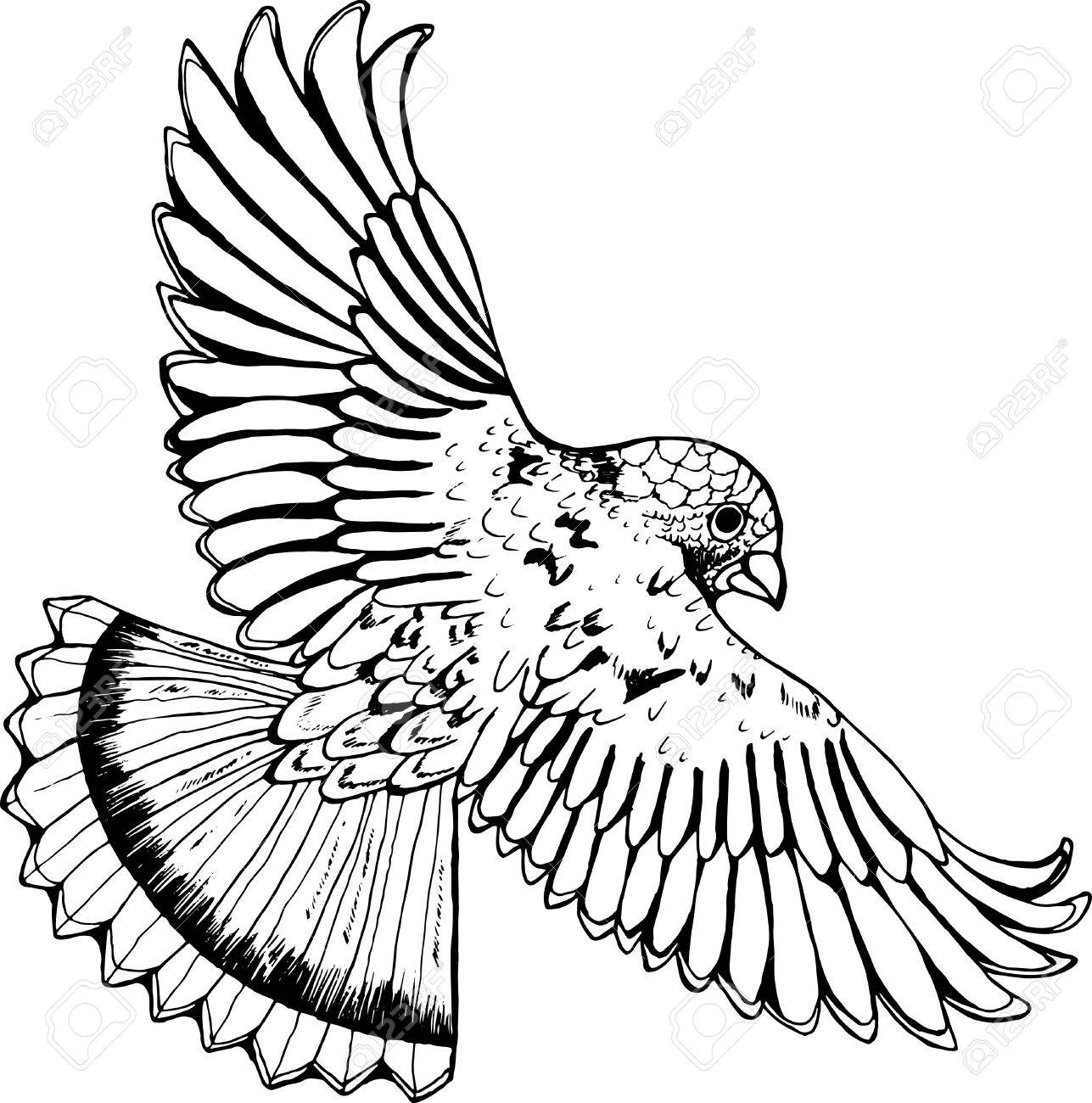 1287x1300 Black And White Drawing Of An Eagle. Bird In Flight Royalty Free