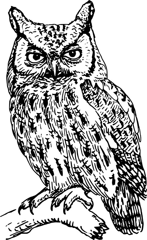 491x800 Shadow Screech Owl Sticker Owl, Shadows And People