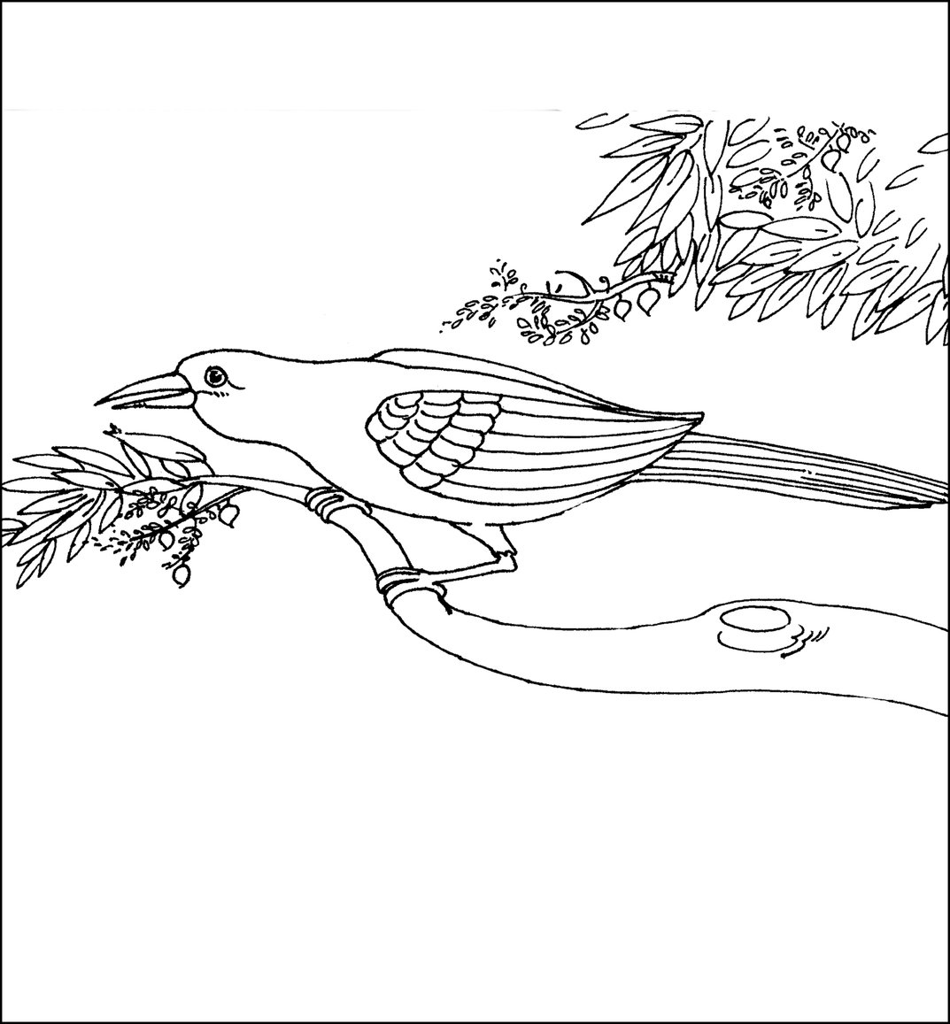 1073x1157 Bird Sitting On Tree Branch (Black And White)