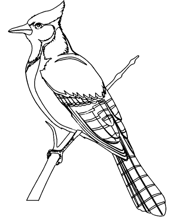 600x740 Birds Coloring Books 19 To Print Or Download For Free