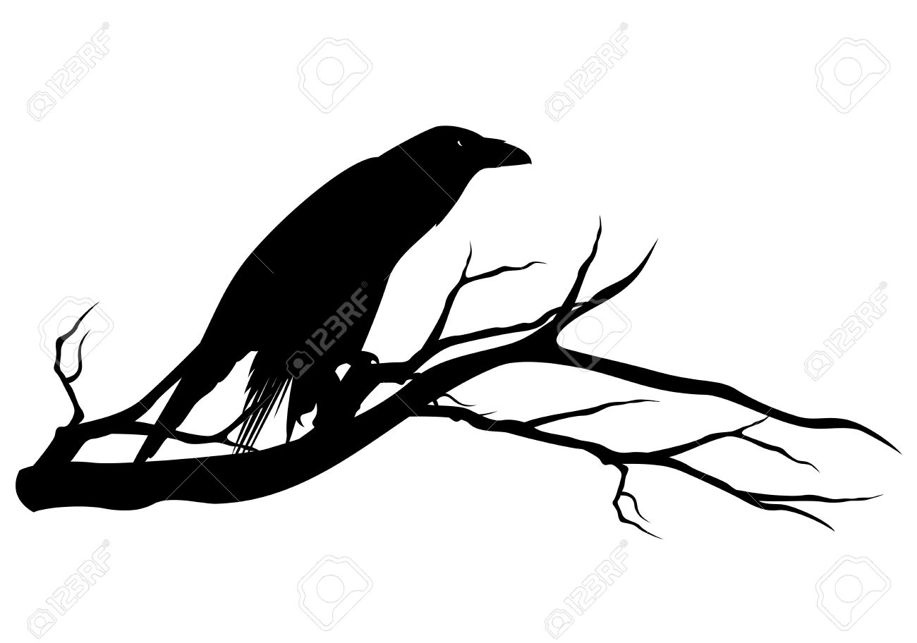 1300x912 Black Raven Bird Sitting On Tree Branch