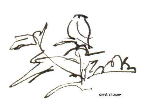 500x344 Bluie A Silly Bird From Chattering Birds Garden