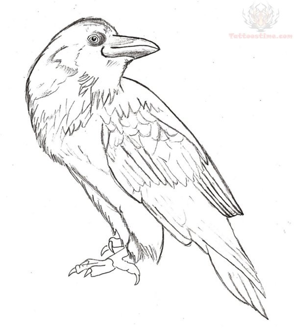 600x670 Collection Of Crow On Branch With Key Tattoo Design