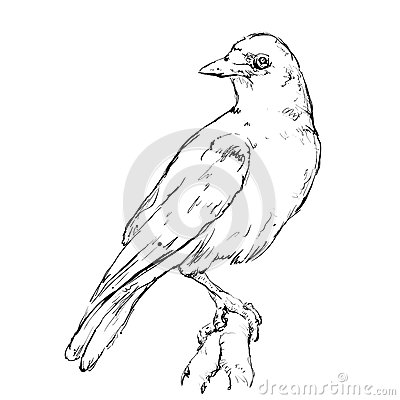 400x400 Drawn Crow Branch Drawing