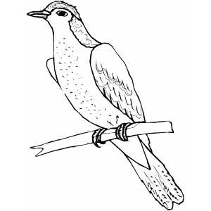 300x300 Sitting On Branch Coloring Sheet
