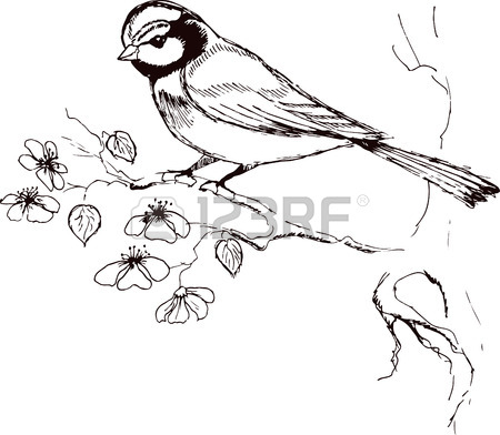 450x392 Sketch Of Titmouse Bird Sitting On A Flowering Branch. Vector