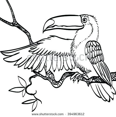 450x452 Bird Coloring Book