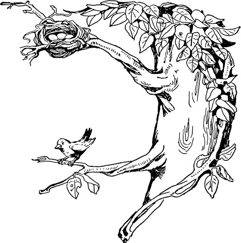 496x500 Bird's Nest Clipart Tree Drawing