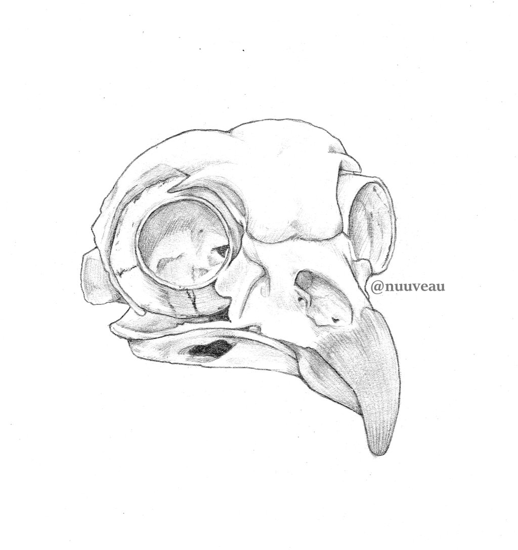 1024x1086 Bird Skull By Nuuira