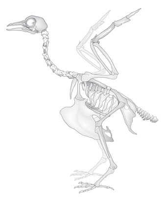 335x403 Index Of Illustrationsavian