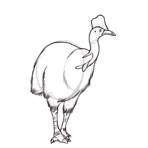 500x500 How To Draw A Cassowary 6 Steps (With Pictures)