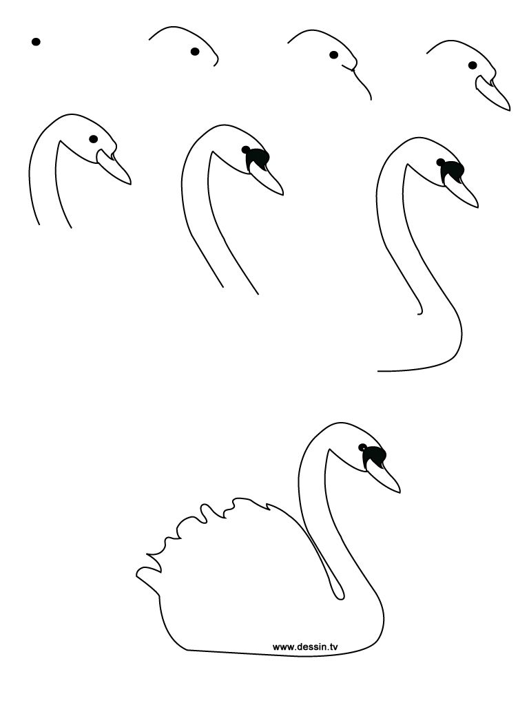 768x1024 Drawing Realistic Birds Step By Step Learn How To Draw A Swan