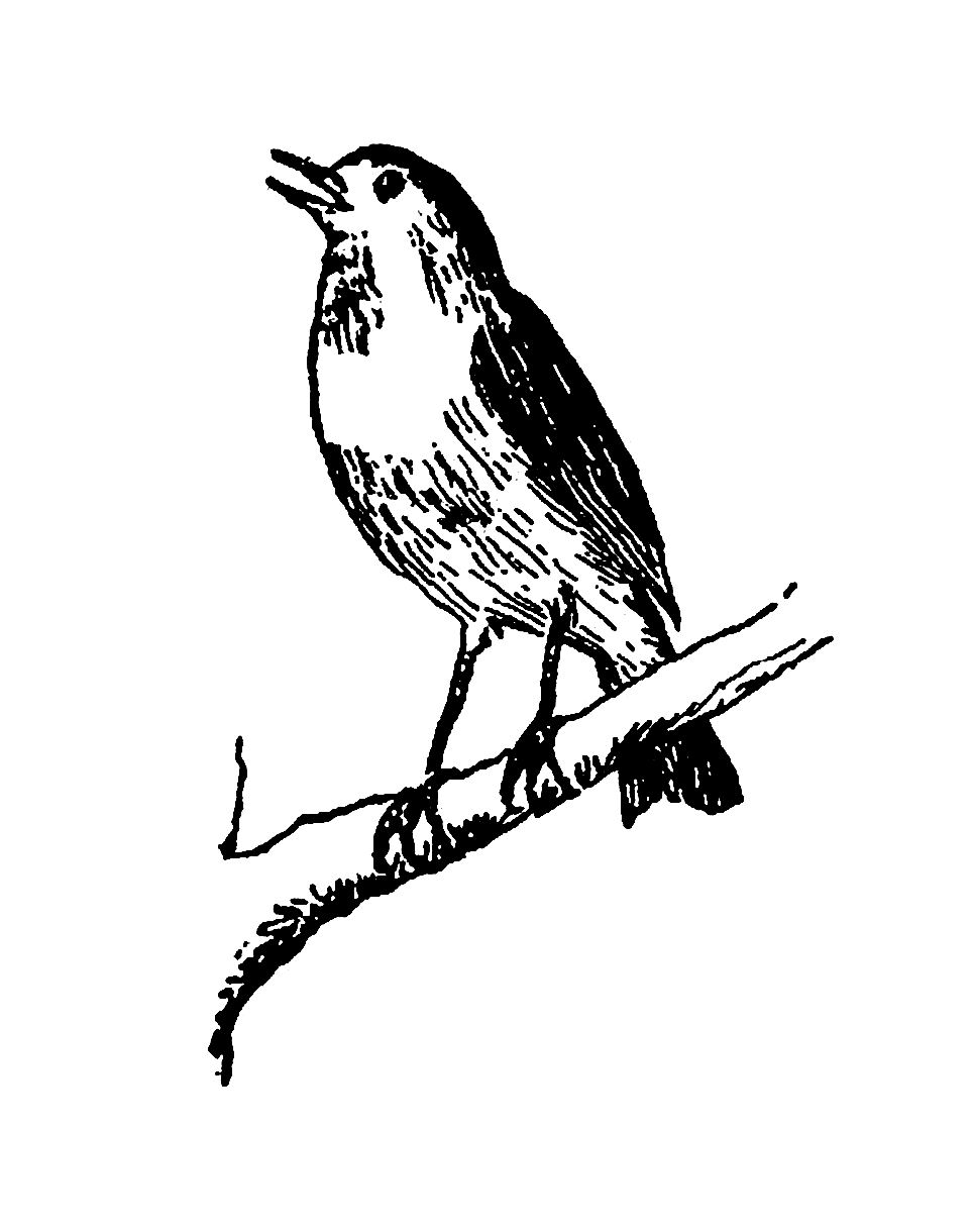 963x1220 Digital Stamp Design Digital Bird Illustration Free Downloads