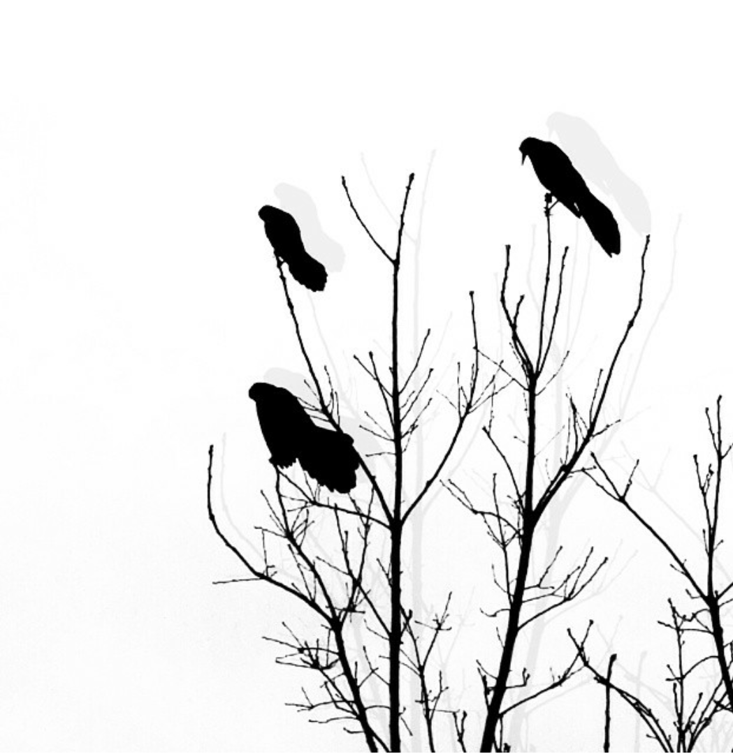 1049x1080 Birds Tree Black White Photography Edit