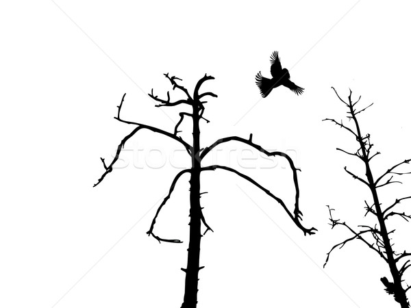 600x450 Silhouette Dry Tree And Birds Isolated On White Background Vector