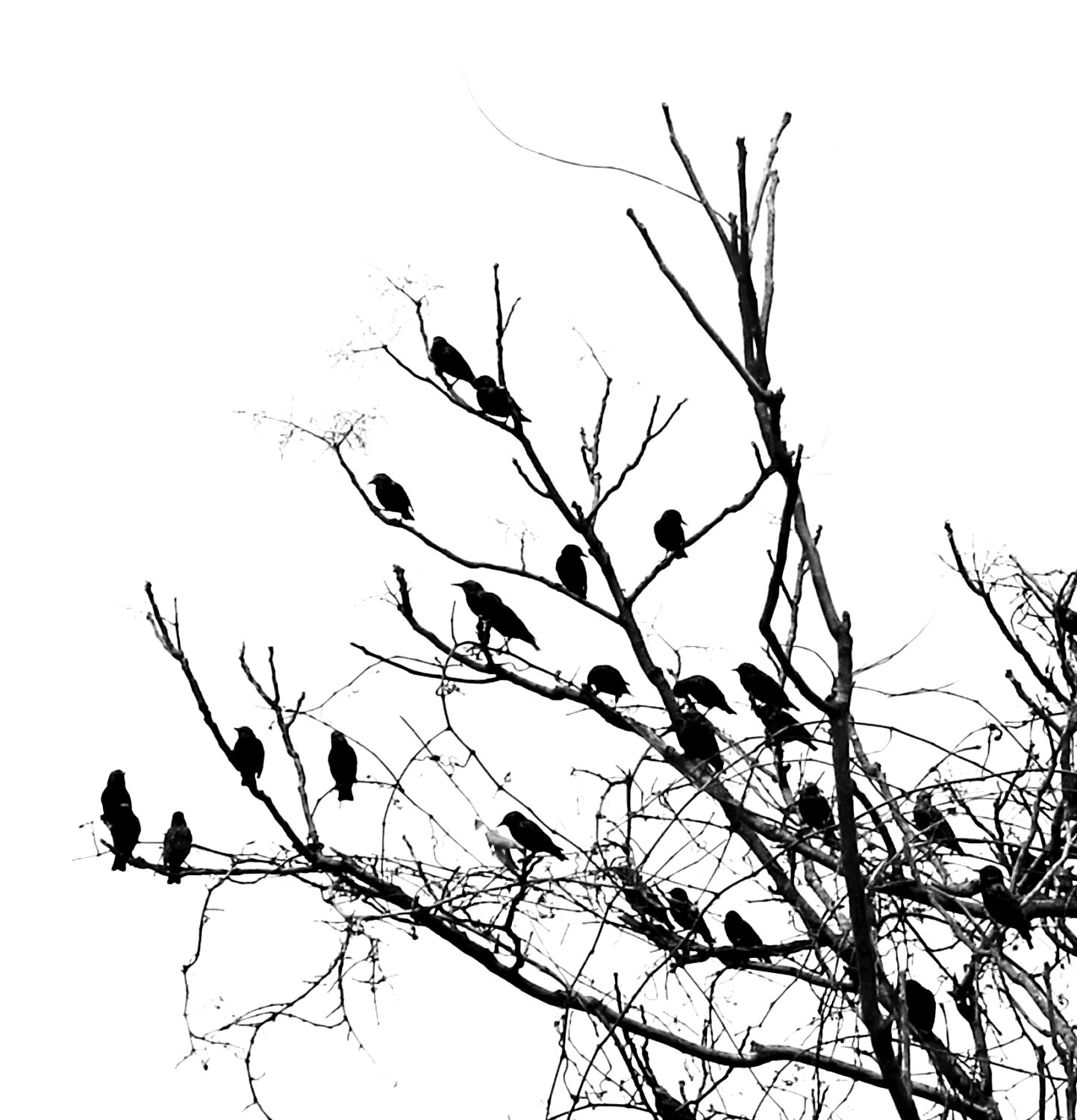 1443x1500 Tree Branch Print Request A Custom Order And Have Something Made