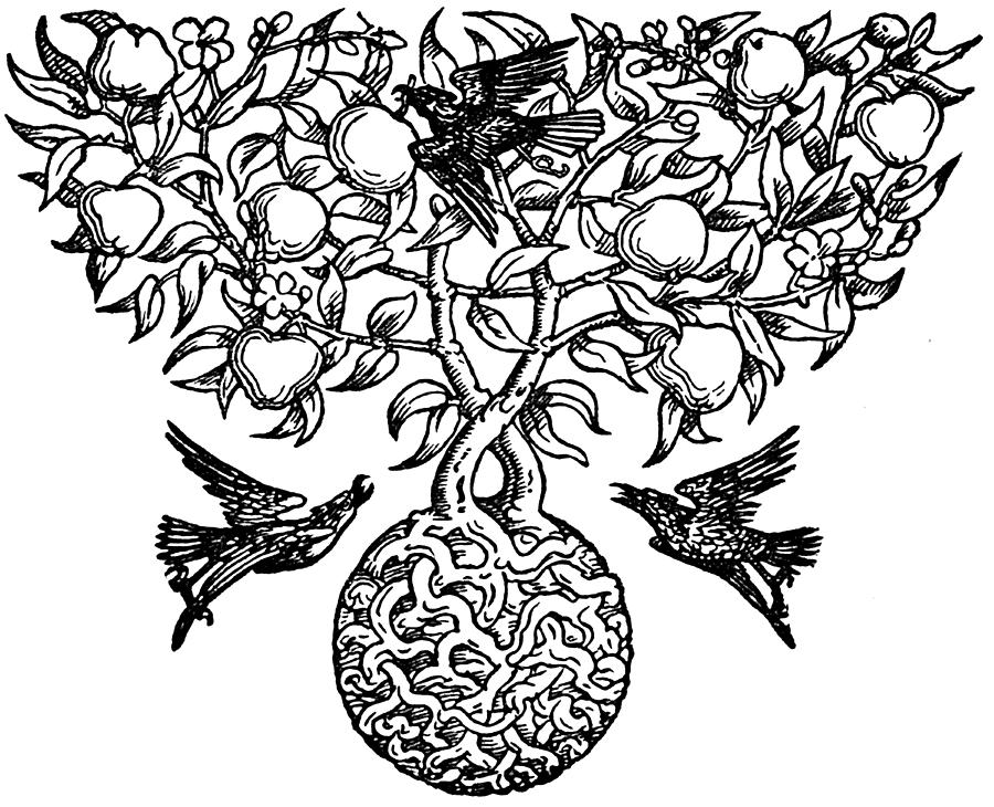 900x730 Birds And Fruit Tree Engraving Drawing By
