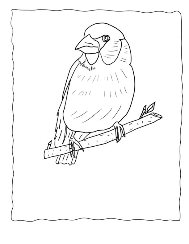 Bird Watching Drawing
