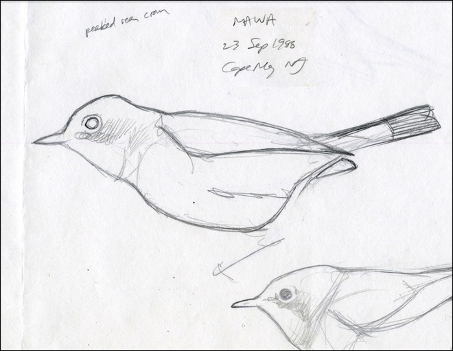 660x511 David Sibley Explains How Studying One Detail Will Help You