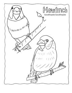 236x305 How To Draw A Peacock Bird