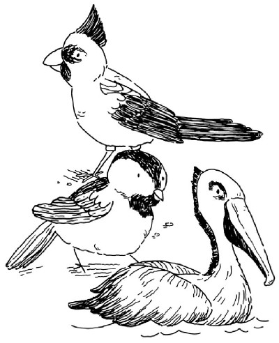 400x492 A Day In The Life Bird Watching Project Howstuffworks