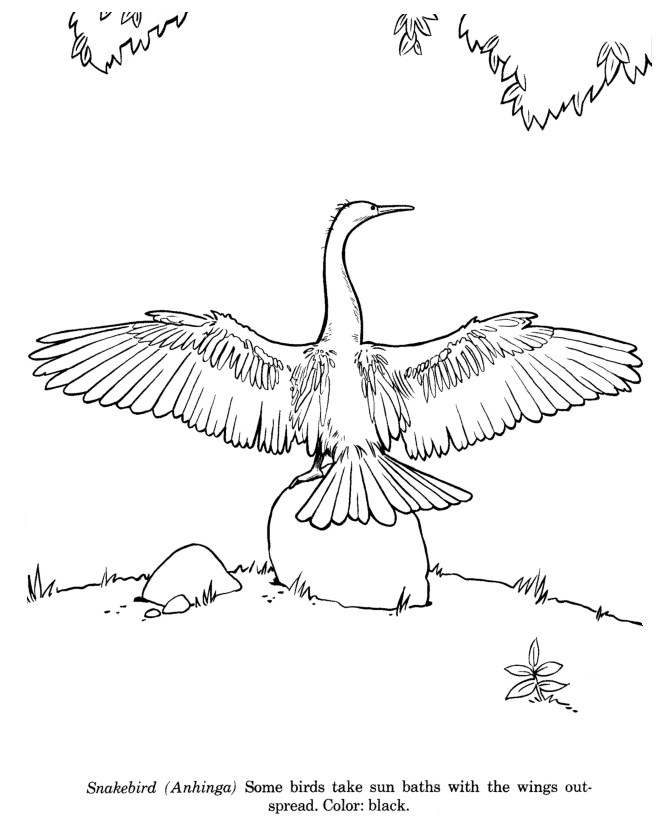 670x820 Animal Drawings Coloring Pages Snakebird (Anhinga) Bird