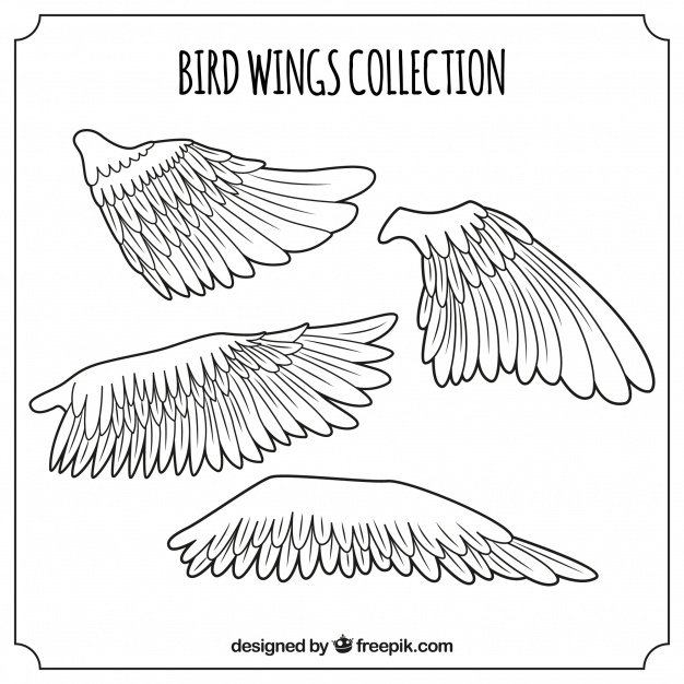 626x626 Pack Of Bird Wings Vector Free Download