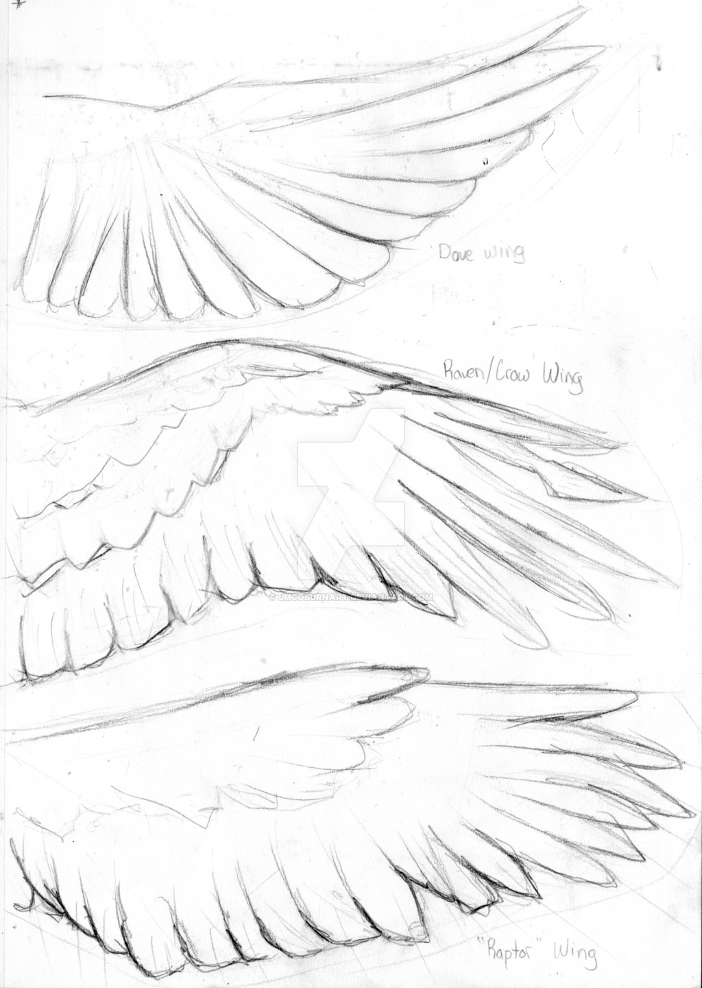 1024x1440 Bird Wings Practice By Jmcoburnart