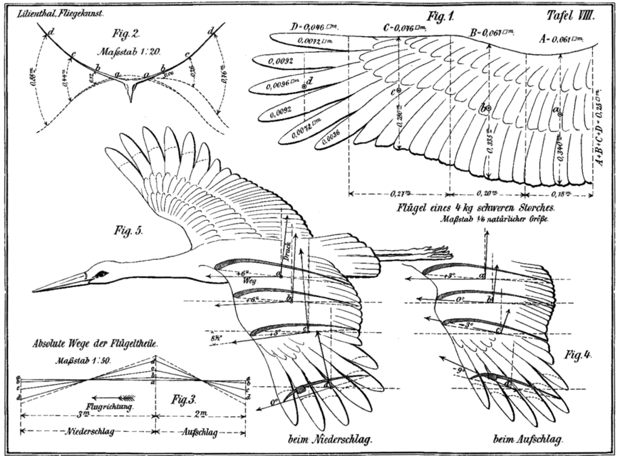 870x640 Bird Wing Windmill
