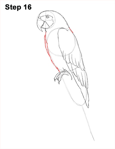 386x500 How To Draw A Blue And Yellow Macaw