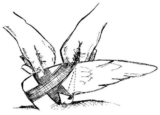 546x391 Veterinary Help For Common Swifts