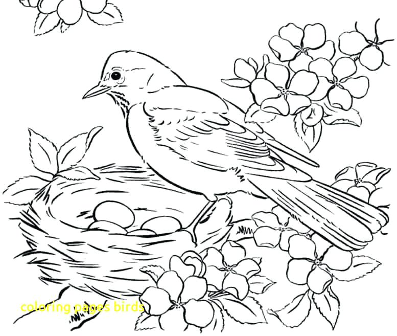 777x657 Coloring Page Of A Bird