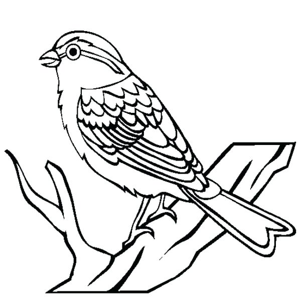 600x614 Coloring Page Of A Bird Chipping Sparrow Bird Coloring Page Bird
