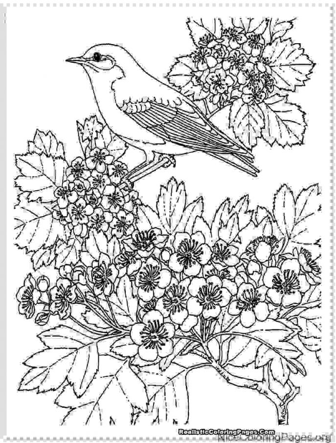 687x904 Coloring Stock Vectoroloring Book Page Of Swan Birds Family