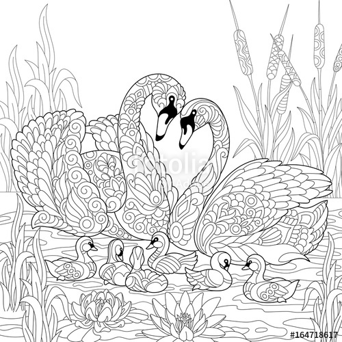 500x500 Coloring Book Page Of Swan Birds Family, Lotus Flowers And Reed