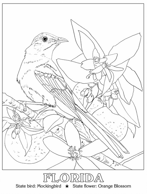 498x658 State Birds Amp Flowers Kyhawke