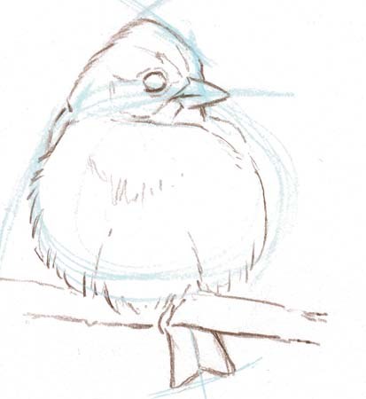 413x450 From The Laws Guide To Drawing Birds