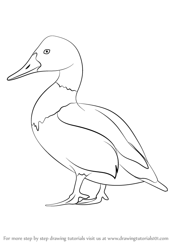 597x844 Learn How To Draw Canvasback (Birds) Step By Step Drawing Tutorials