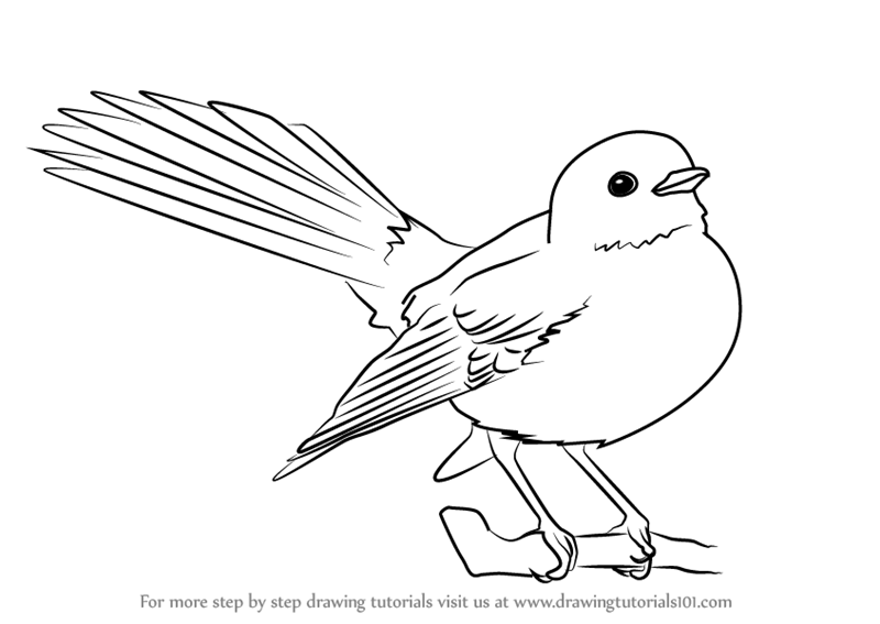 800x567 Learn How To Draw New Zealand Fantail (Birds) Step By Step