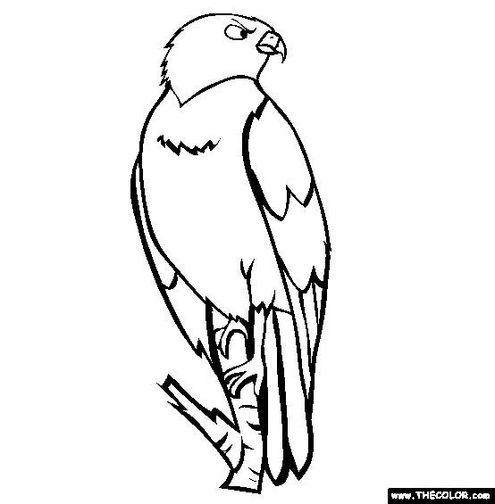 554x565 Bird Online Coloring Pages Page 1