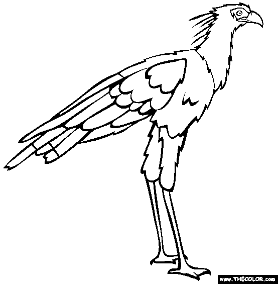 554x565 Bird Online Coloring Pages Page 1