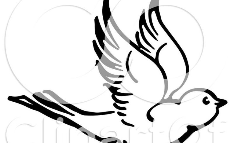 800x491 Drawings Flying Birds With Flower Gardening Flower And Vegetables